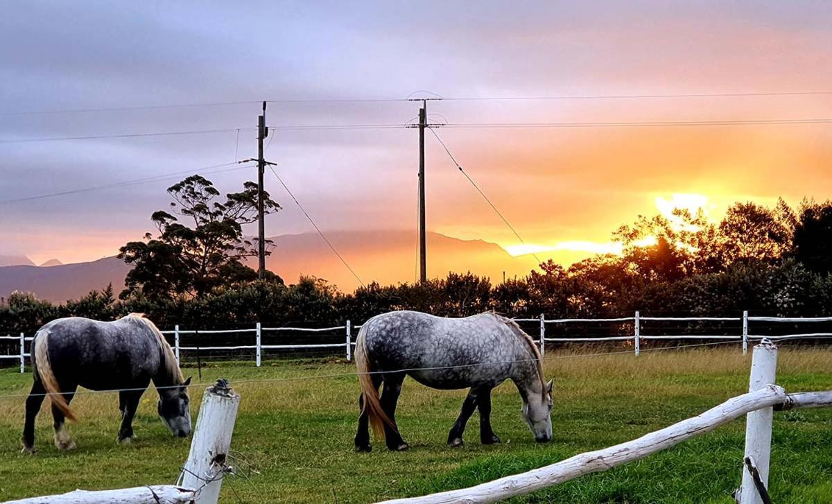Outeniqua Moon Percheron Stud Farm Ruiterbos Exterior foto