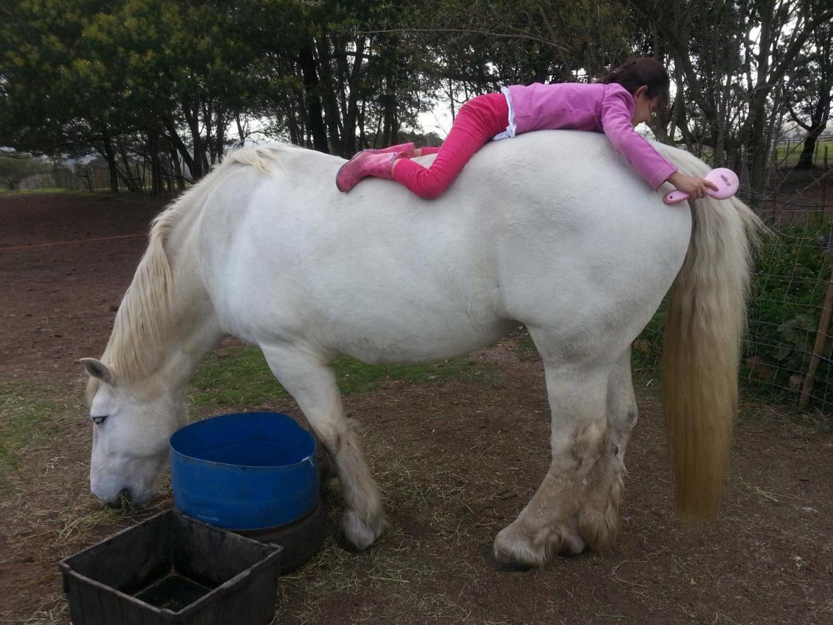 Outeniqua Moon Percheron Stud Farm Ruiterbos Exterior foto